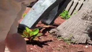 Leah Lee was a cock-hungry slut on set, always eager to suck and fuck her costars meaty cock