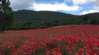 Linda del Sol - Masturbation between poppies