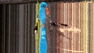 Sarah Evans - This Perfect Little Slut Gets Caught Fucking Herself in Public