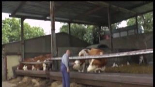 The nasty brunette had been eyeing her colleagues massive cock all week, longing to get her hands on it