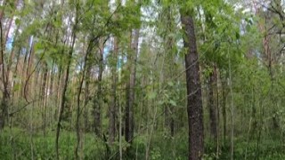 Alisa Lovely - Babe Shows her Ass on a Walk, Jerks off her Pussy and Fucks in the Car POV