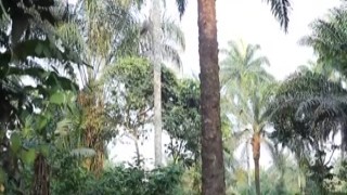 Husband catches his daughter fucking his wife, he makes her kneel down and watch him bang his wife, then he takes out his dick and forces her to suck it while her mom moans in pleasure!