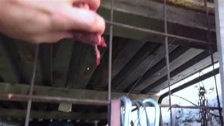 HORROR PORN – Wild Beast