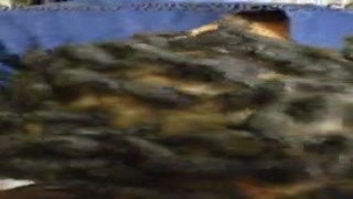 Her slutty mouth was wide open, her tongue eagerly lapping at the tip of his big, throbbing cock