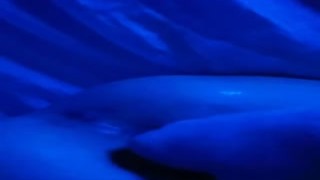 Asa Akira - OnlyFans #102